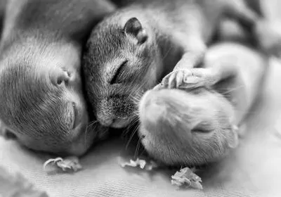 Photo of newborn mouse pups Photo of newborn mouse pups